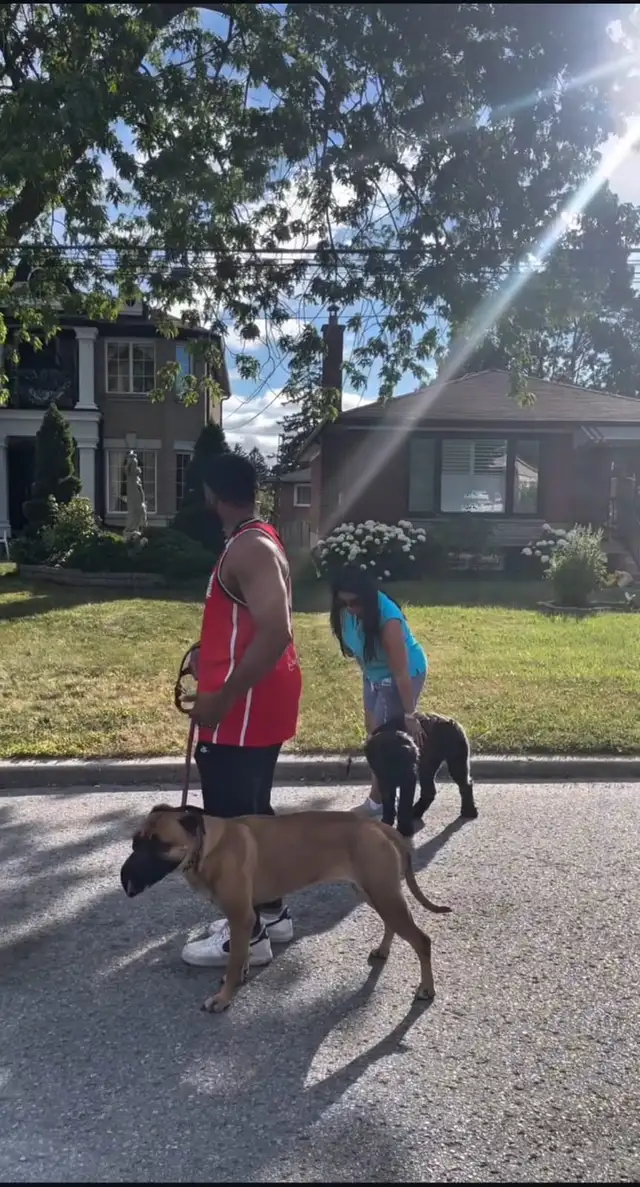 Reactive / Aggressive Dog Specialist — Scarborough / GTA - Photo 2