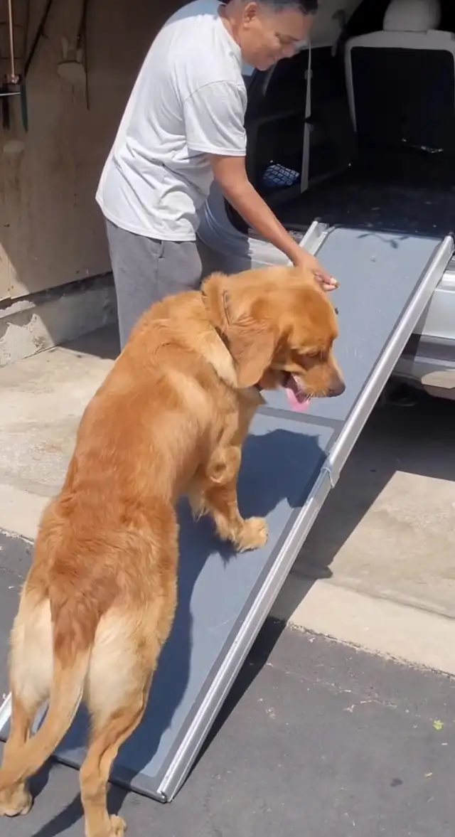 Reactive / Aggressive Dog Specialist — Scarborough / GTA - Photo 3