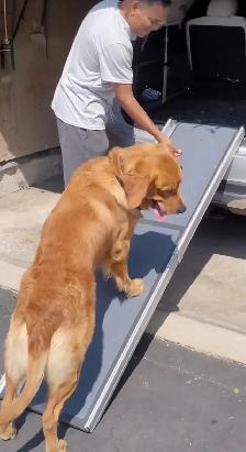 Reactive / Aggressive Dog Specialist — Scarborough / GTA - Photo 3