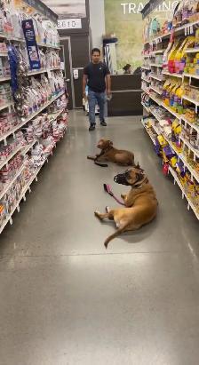 Reactive / Aggressive Dog Specialist — Scarborough / GTA - Photo 4