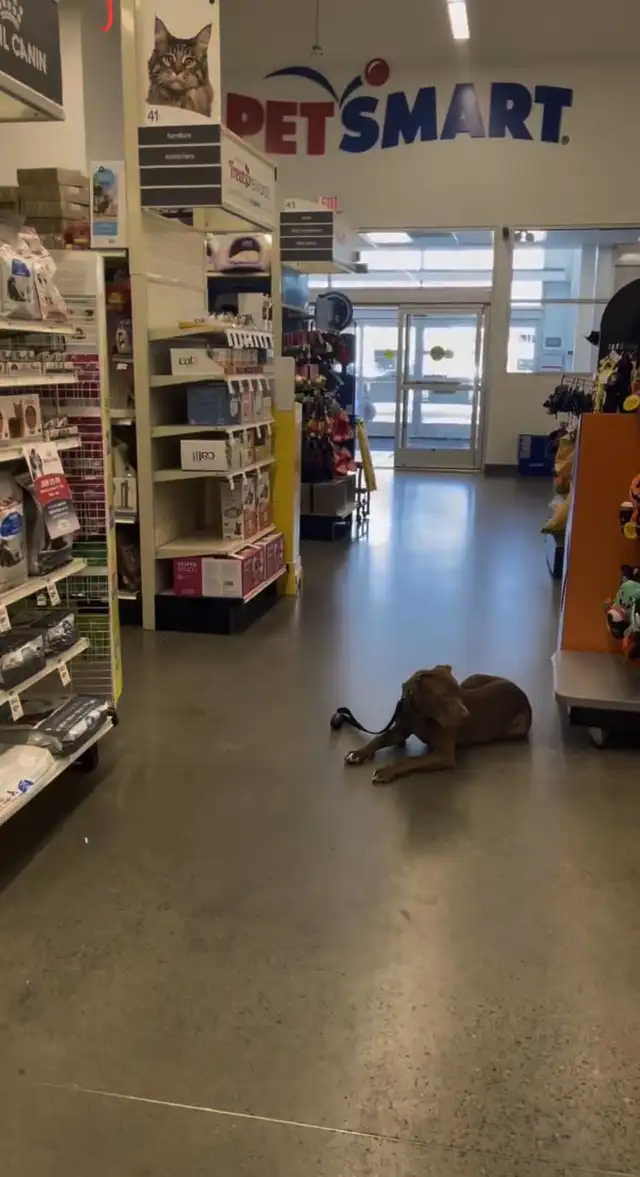 Reactive / Aggressive Dog Specialist — Scarborough / GTA - Photo 5