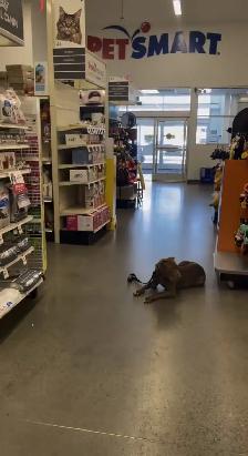 Reactive / Aggressive Dog Specialist — Scarborough / GTA - Photo 5