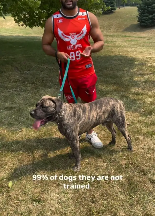 Reactive / Aggressive Dog Specialist — Scarborough / GTA - Photo 6