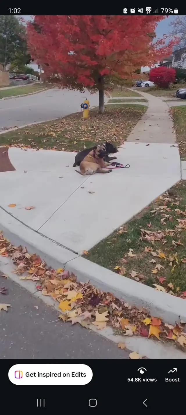 Reactive / Aggressive Dog Specialist — Scarborough / GTA - Photo 7