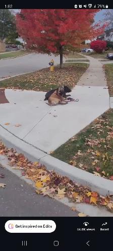 Reactive / Aggressive Dog Specialist — Scarborough / GTA - Photo 7