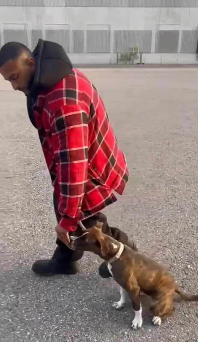 Reactive / Aggressive Dog Specialist — Scarborough / GTA - Photo 8