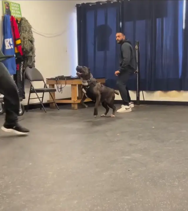 Reactive / Aggressive Dog Specialist — Scarborough / GTA - Photo 9