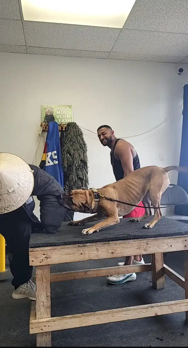 Reactive / Aggressive Dog Specialist — Scarborough / GTA - Photo 10