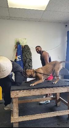 Reactive / Aggressive Dog Specialist — Scarborough / GTA - Photo 10