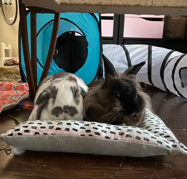 Small Animals Pet Sitting - Vet Tech - Photo 2