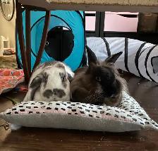 Small Animals Pet Sitting - Vet Tech - Photo 2