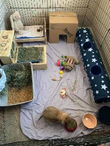 Small Animals Pet Sitting - Vet Tech - Photo 4