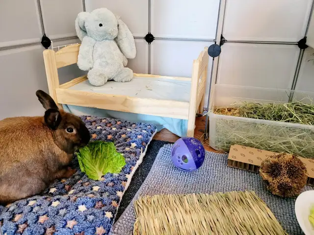 Small Animals Pet Sitting - Vet Tech - Photo 5