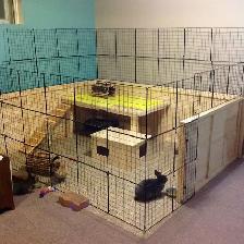 Small Animals Pet Sitting - Vet Tech - Photo 6