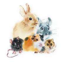 Small Animals Pet Sitting - Vet Tech - Photo 8