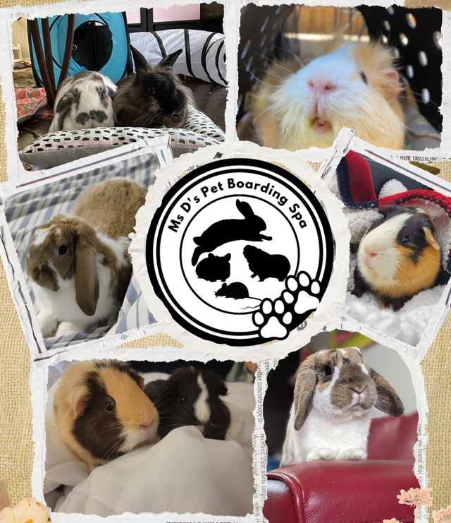 Small Animals Pet Sitting - Vet Tech - Photo 9