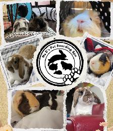 Small Animals Pet Sitting - Vet Tech - Photo 9