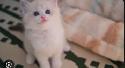 GORGEOUS BABY BICOLOR RAGDOLLS!! - Photo 5