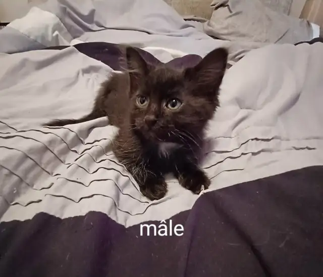 Chaton prêt a partir