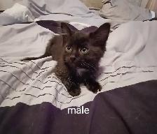 Chaton prêt a partir