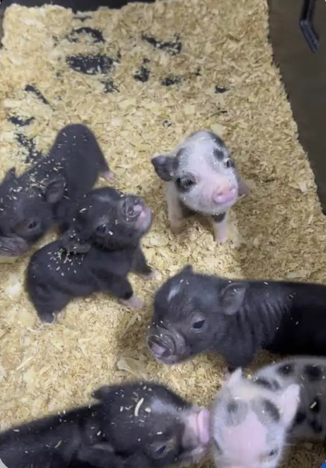 Mini Pigglet Companion