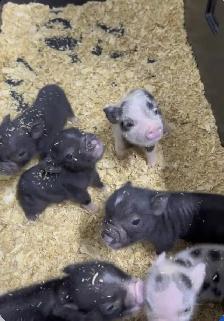 Mini Pigglet Companion