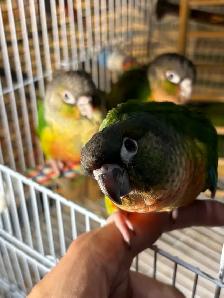 ❤️ HandFed Baby Conures Friendly/Tamed Ready