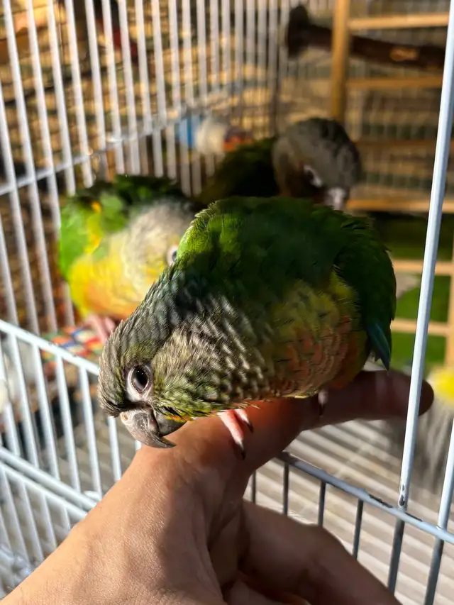 ❤️ HandFed Baby Conures Friendly/Tamed Ready - Photo 2