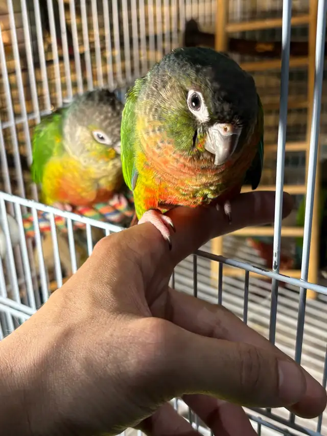 ❤️ HandFed Baby Conures Friendly/Tamed Ready - Photo 4