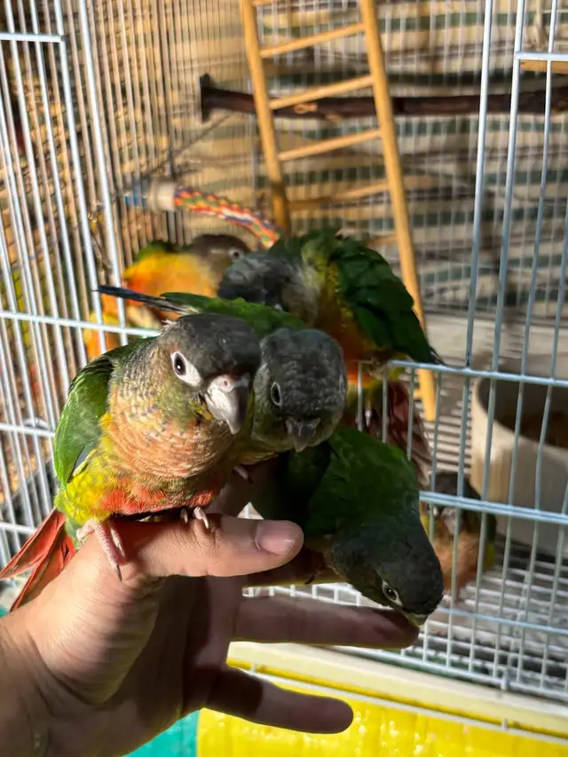 ❤️ HandFed Baby Conures Friendly/Tamed Ready - Photo 8