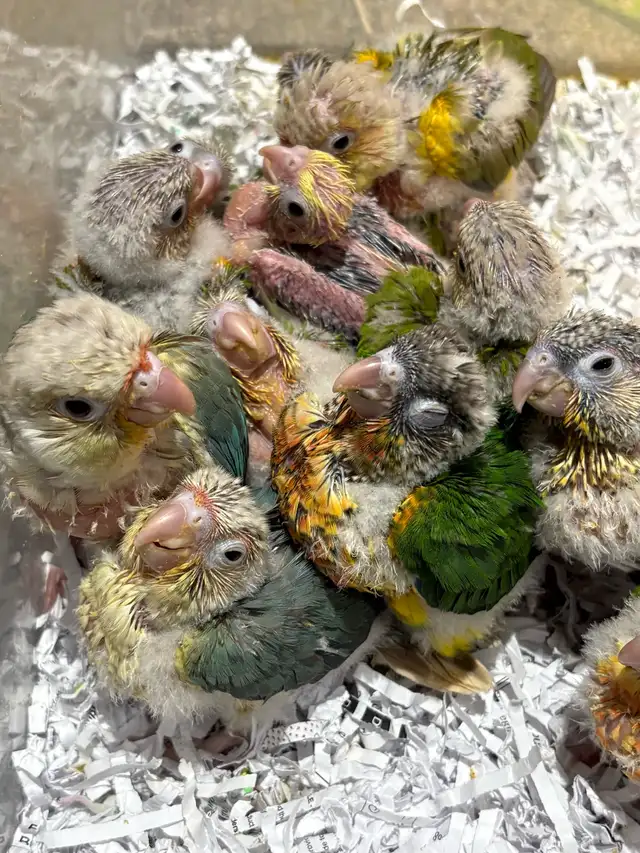 ❤️ HandFed Baby Conures Friendly/Tamed Ready - Photo 10