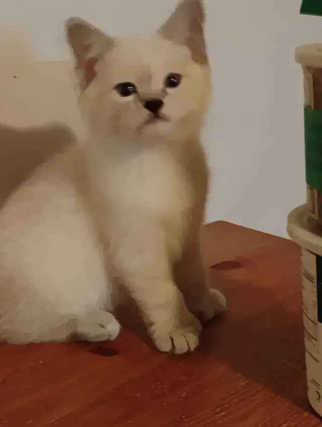 chatons Ragdoll à adopter - Photo 2