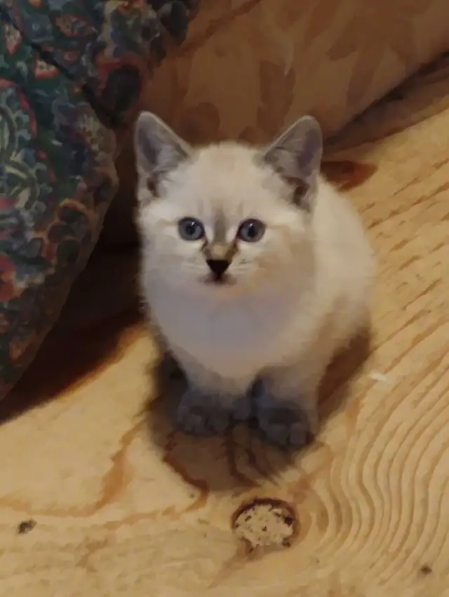 chatons Ragdoll à adopter - Photo 4