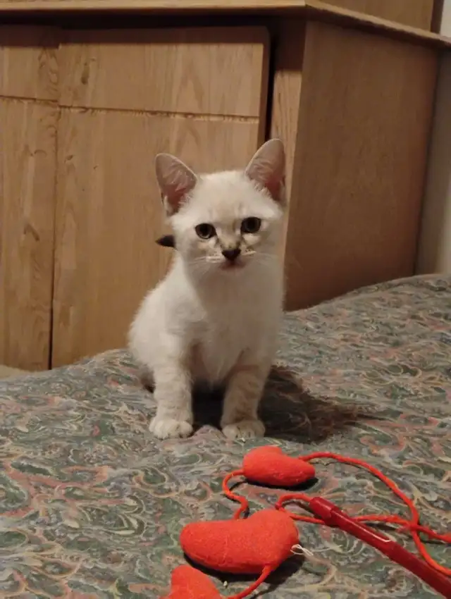 chatons Ragdoll à adopter - Photo 5