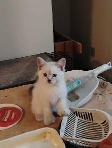 chatons Ragdoll à adopter - Photo 7