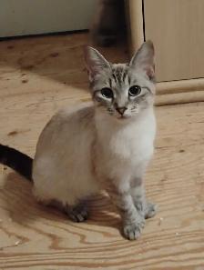 chatons Ragdoll à adopter - Photo 9