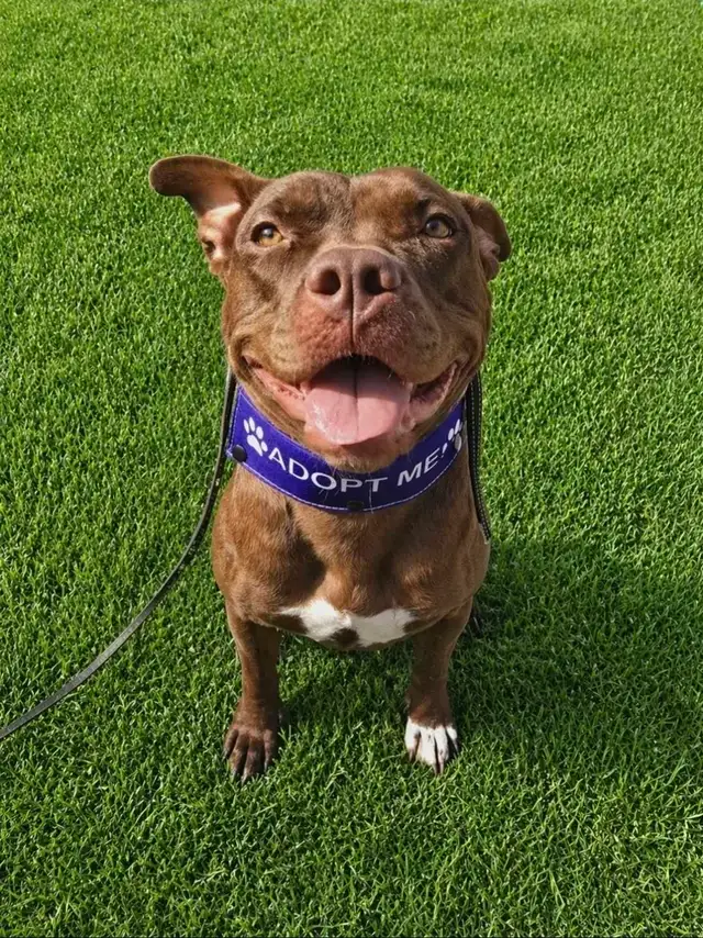 Rescue Dogs for Adoption