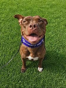 Rescue Dogs for Adoption