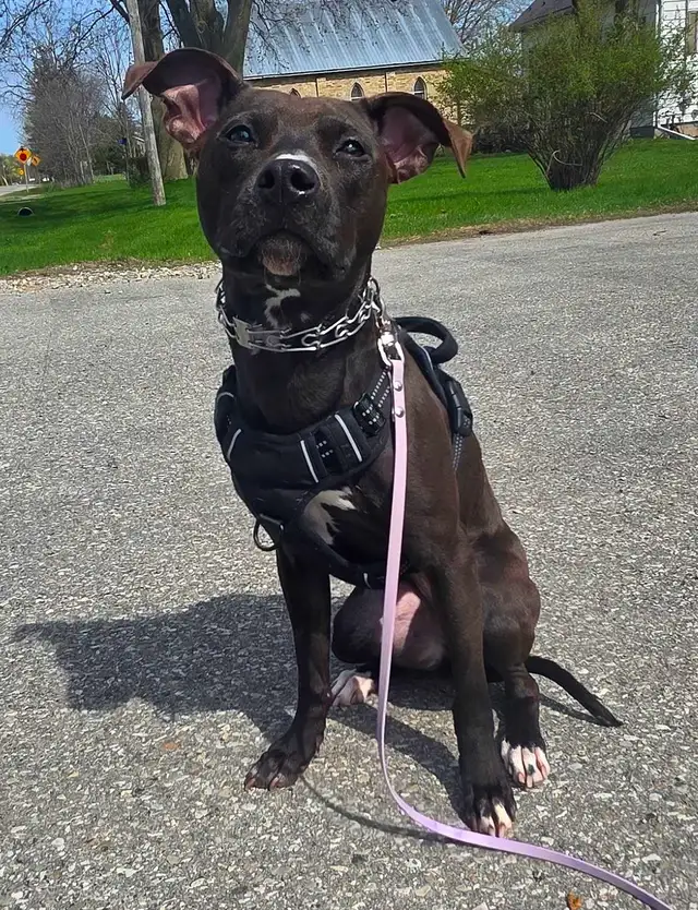 Rescue Dogs for Adoption - Photo 2