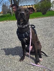 Rescue Dogs for Adoption - Photo 2