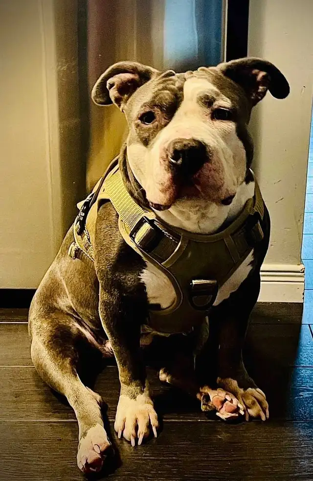 Rescue Dogs for Adoption - Photo 3