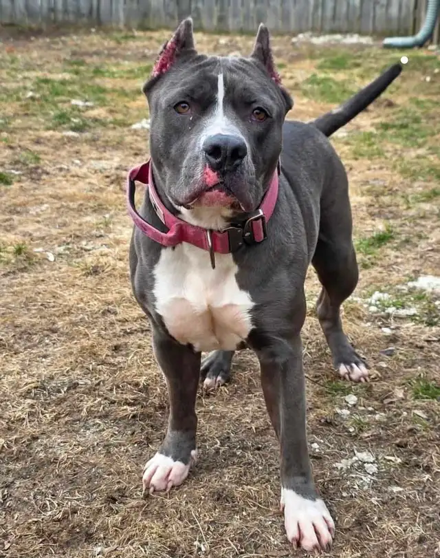 Rescue Dogs for Adoption - Photo 4