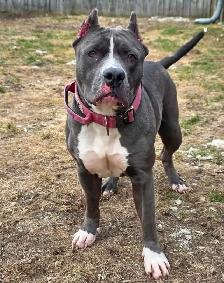 Rescue Dogs for Adoption - Photo 4