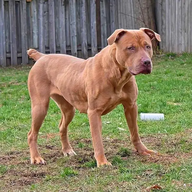 Rescue Dogs for Adoption - Photo 5