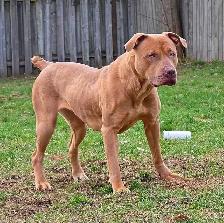 Rescue Dogs for Adoption - Photo 5