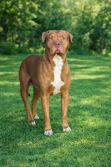 Rescue Dogs for Adoption - Photo 6