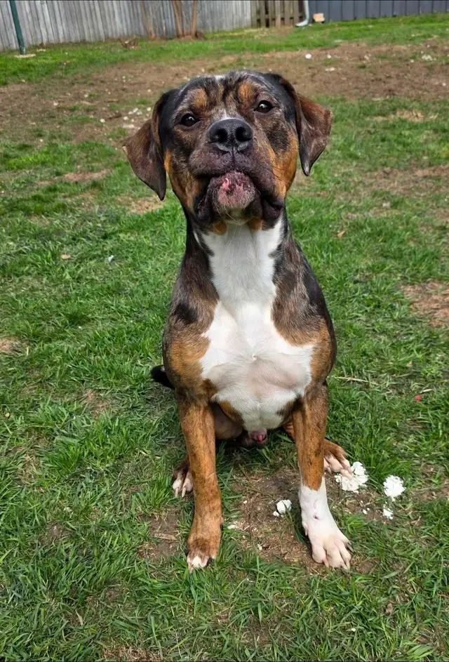 Rescue Dogs for Adoption - Photo 7