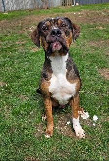 Rescue Dogs for Adoption - Photo 7