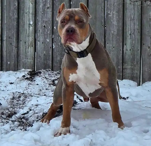 Rescue Dogs for Adoption - Photo 8