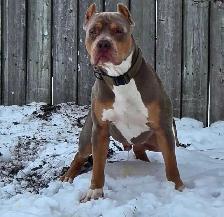 Rescue Dogs for Adoption - Photo 8